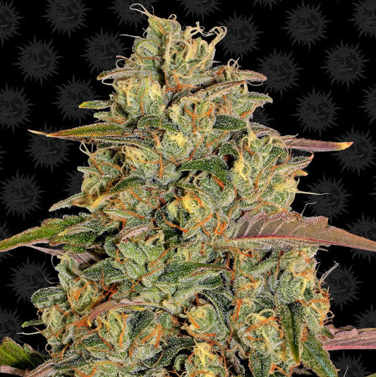 Barney's Farm Amnesia Lemon