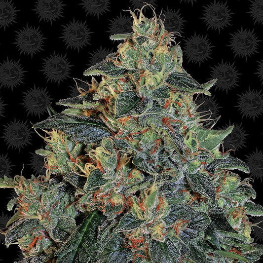 Barney's Farm Blueberry OG