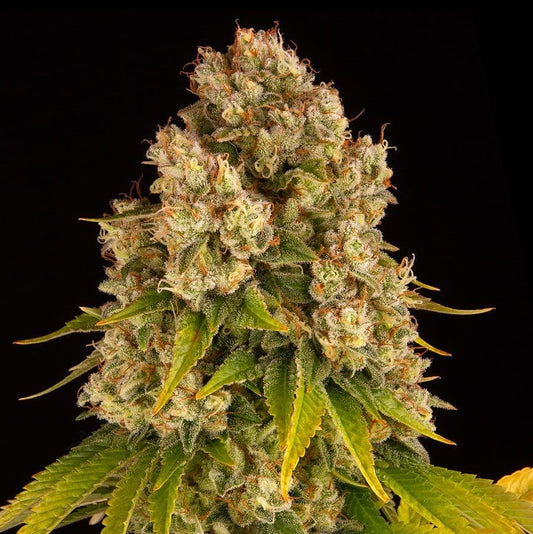 Cheese Auto Barney's Farm