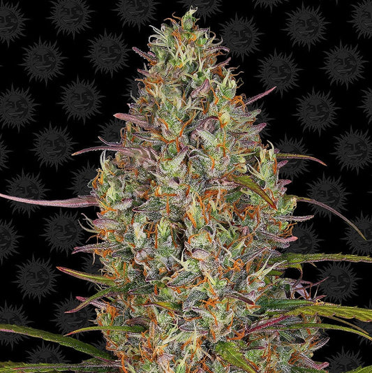 Barney's Farm Glue Gelato Auto