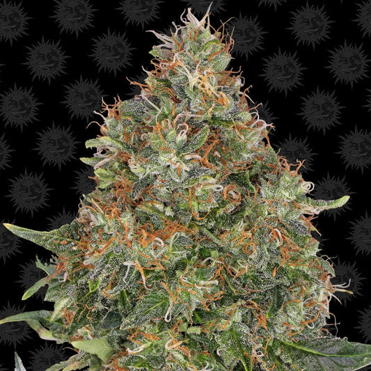Barney's Farm Pineapple Express Auto