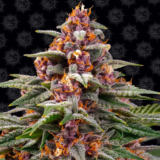 Barney's Farm Runtz Auto