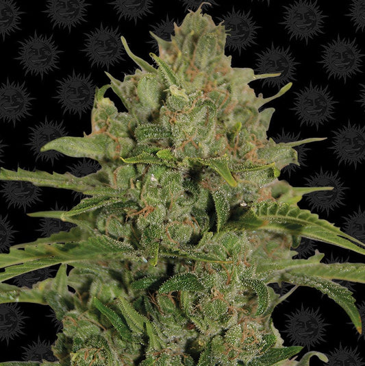 Barney's Farm Triple Cheese