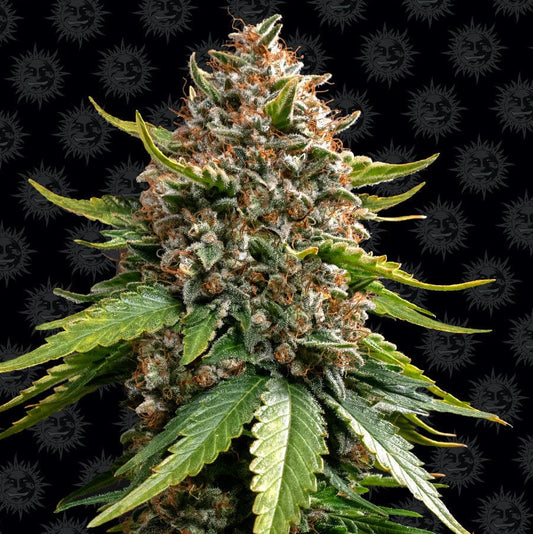 Barney's Farm White Widow XXL Auto