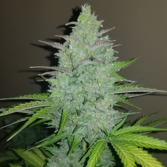 Original Auto Cheese