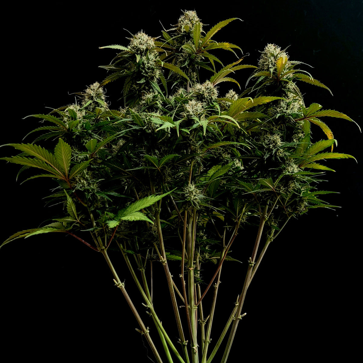 Chemdawg Auto