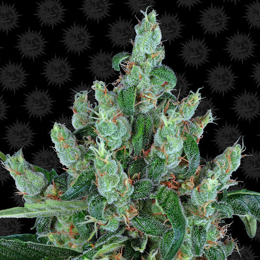 Barney's Farm Laughing Buddha