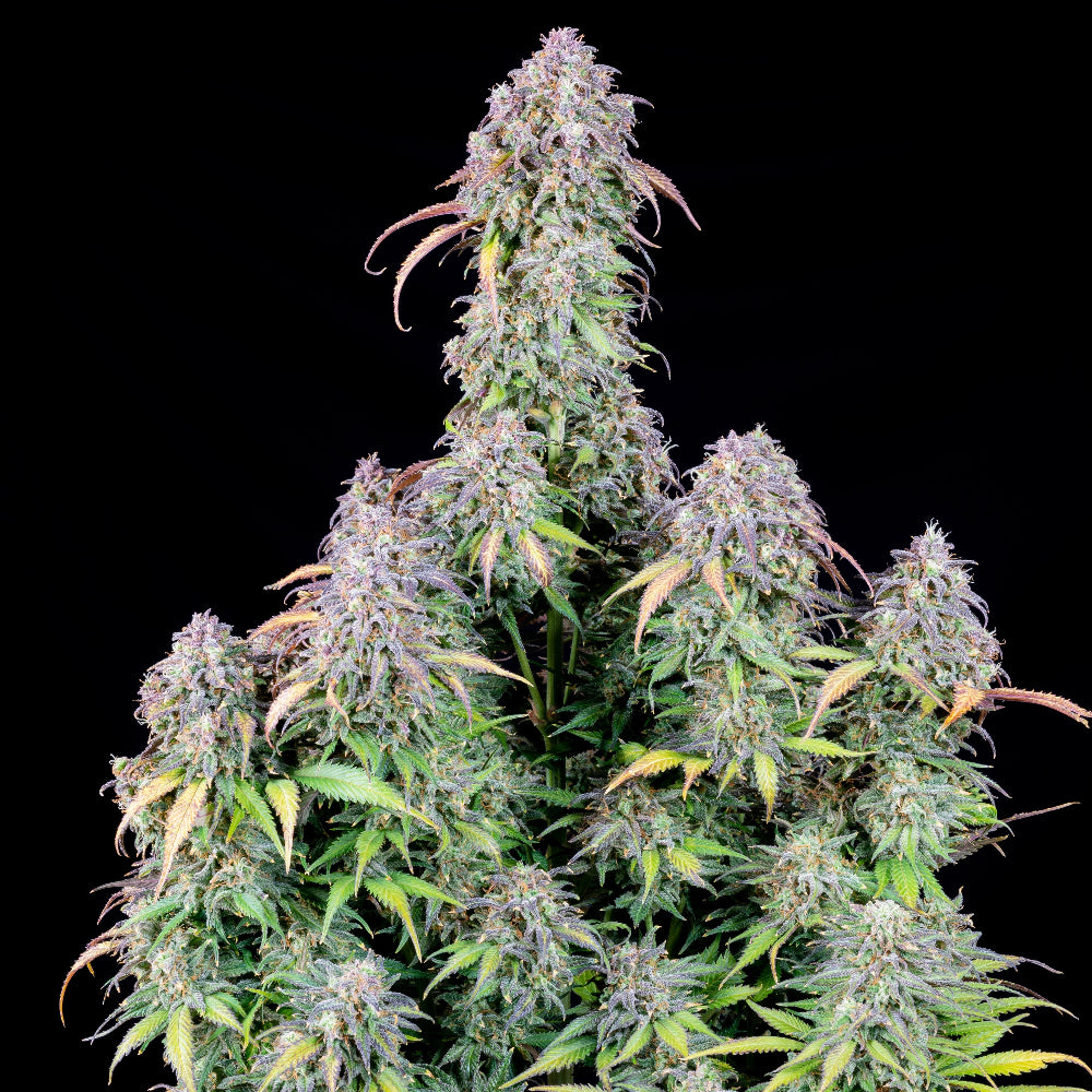 Original Auto Blueberry
