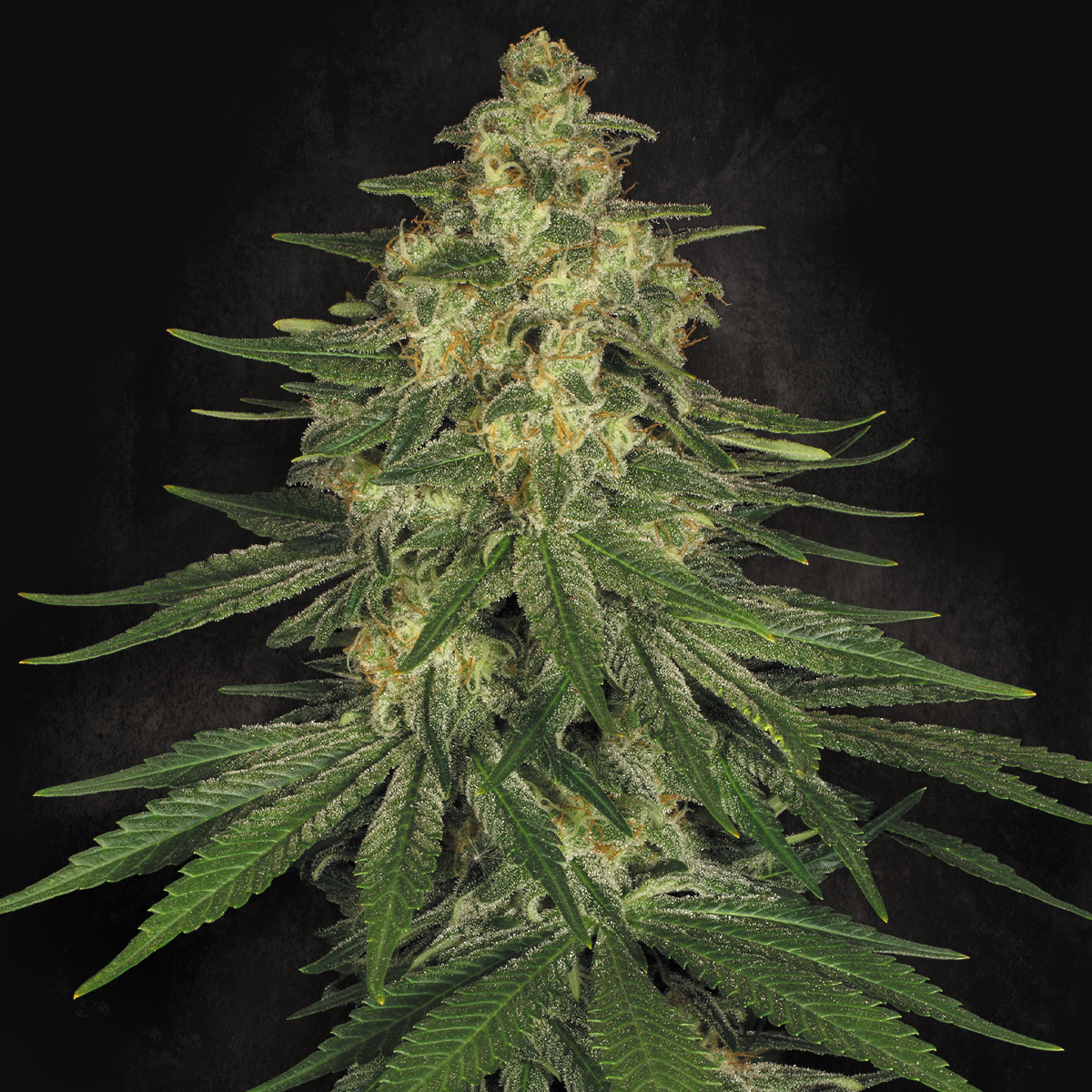 Allkush Paradise Seeds