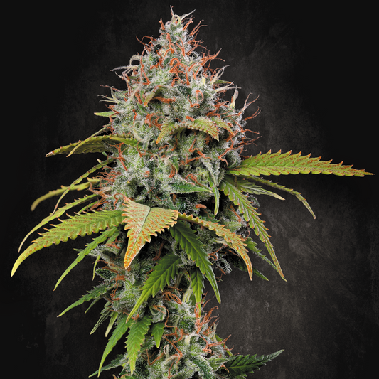 Atomical Haze