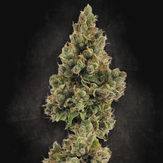 Auto Jack