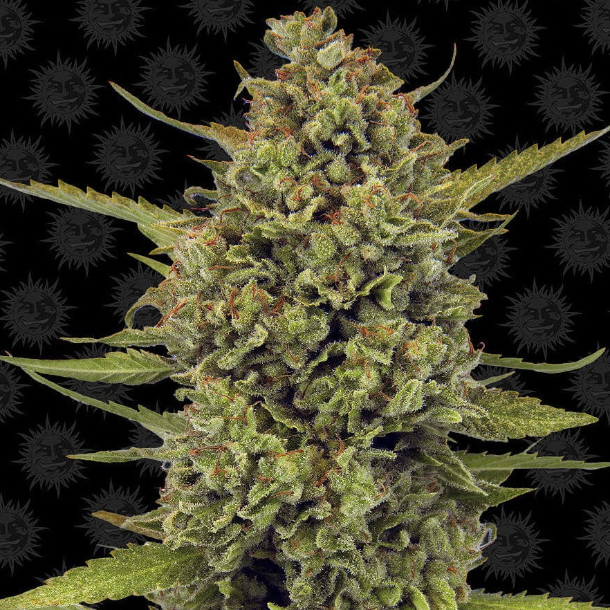 Barney's Farm Acapulco Gold