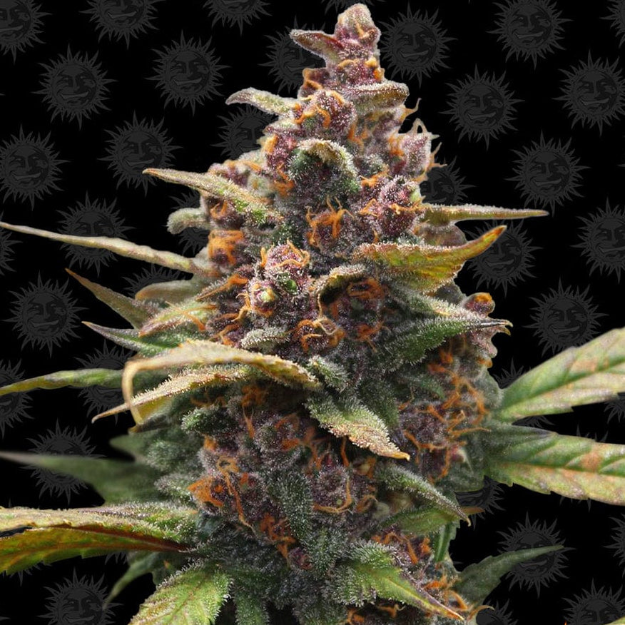 Barney's Farm Ayahuasca Purple