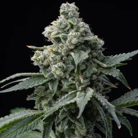 Bruce Banner Barney's Farm