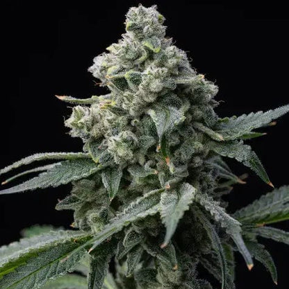 Bruce Banner Barney's Farm