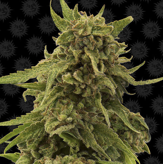 Barney's Farm CBD Critical Cure