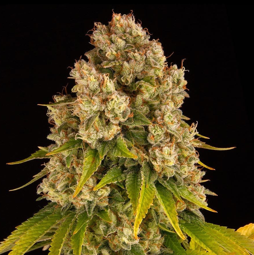 Cheese Auto Barney's Farm