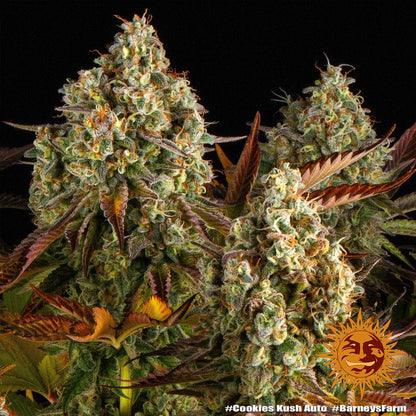 Cookies Kush Auto Barney's Farm
