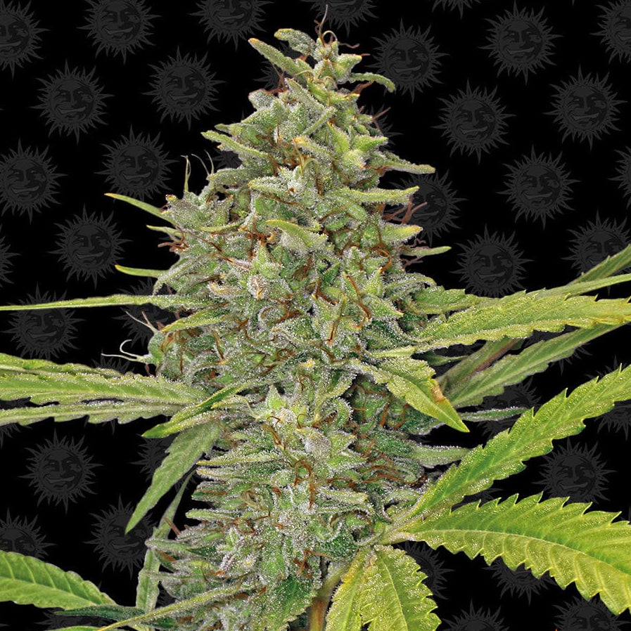 Barney's Farm G13 Haze