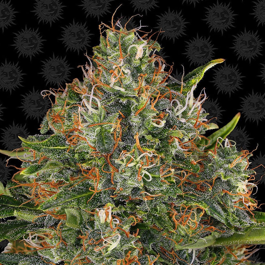 G13 Haze Regular Barney's Farm