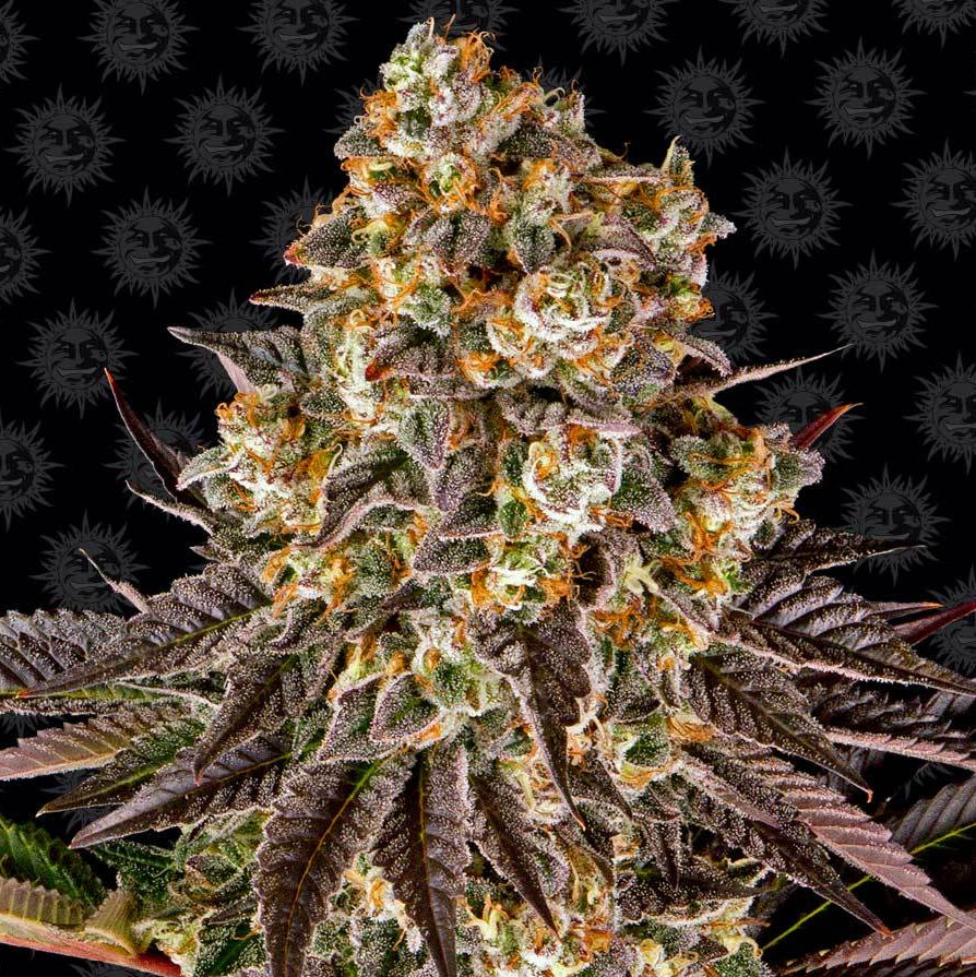 Barney's Farm Gelato #45
