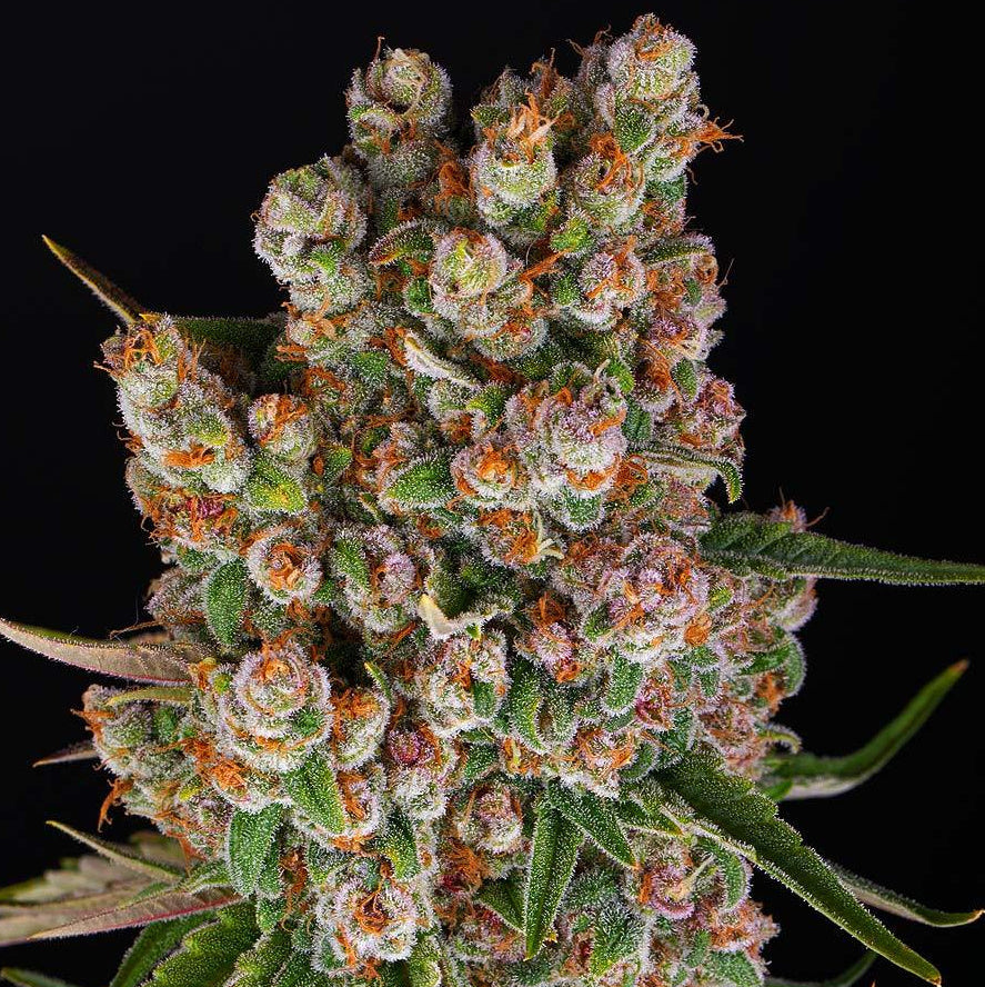 Barney's Farm GMO Auto