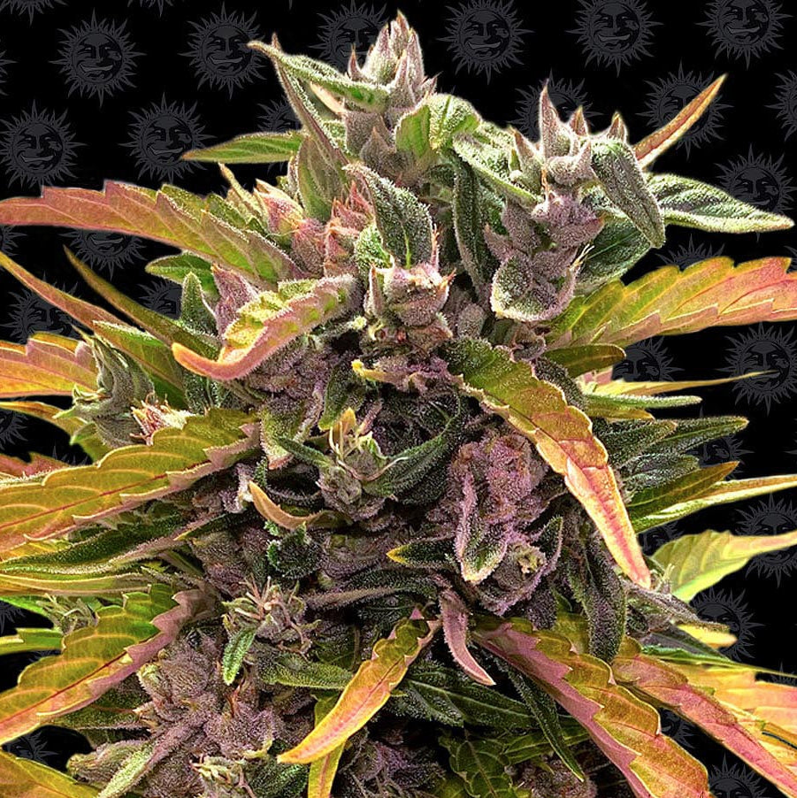 Barney's Farm Gorilla Glue Auto