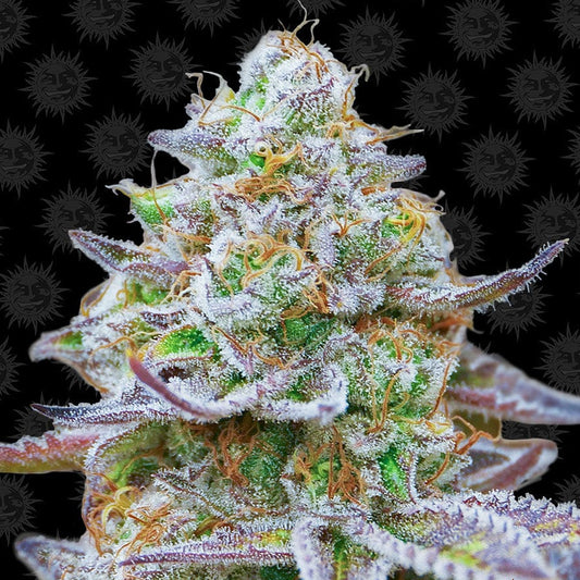 Barney's Farm Gorilla Zkittlez
