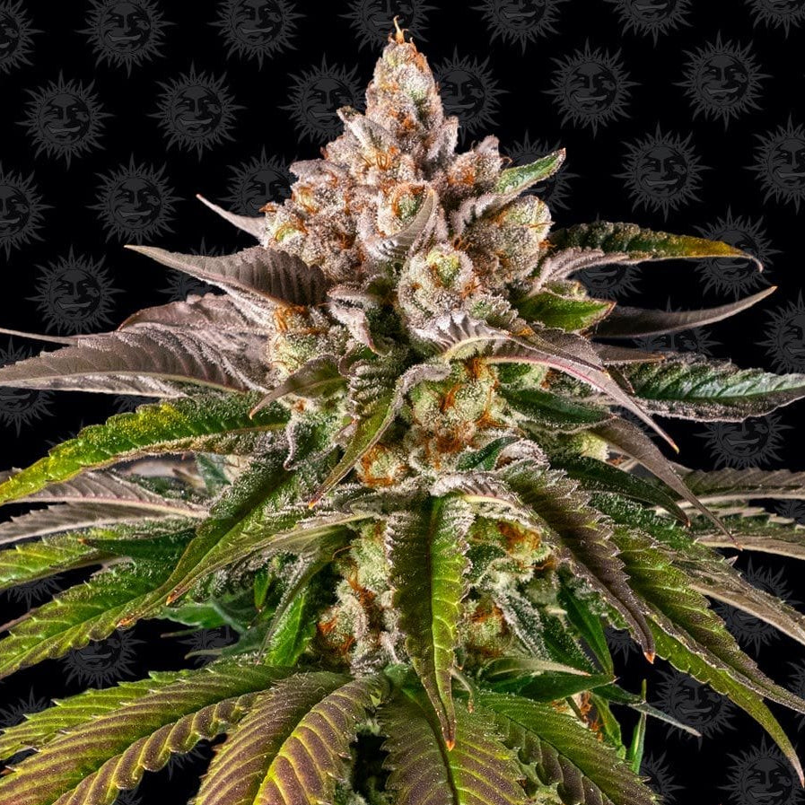 Barney's Farm Kush Mintz