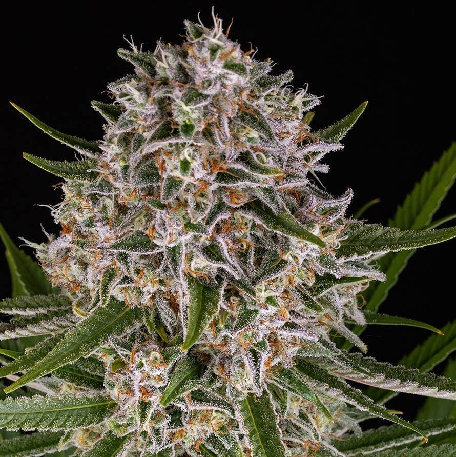 Barney's Farm Lemon Haze Auto
