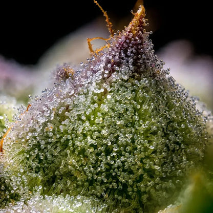 Mendo Breath Barney's Farm