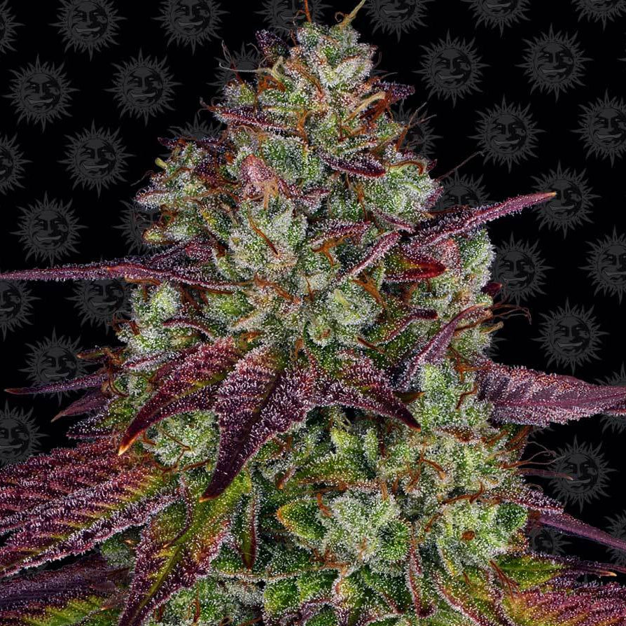 Barney's Farm Mimosa EVO
