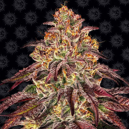 Barney's Farm Mimosa x Orange Punch Auto