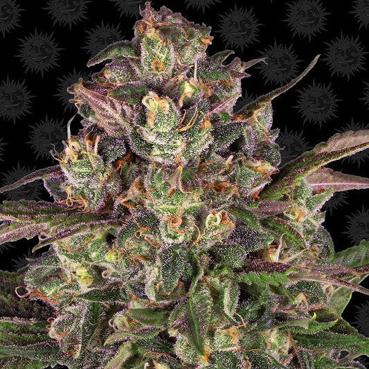 Barney's Farm Peyote Critical