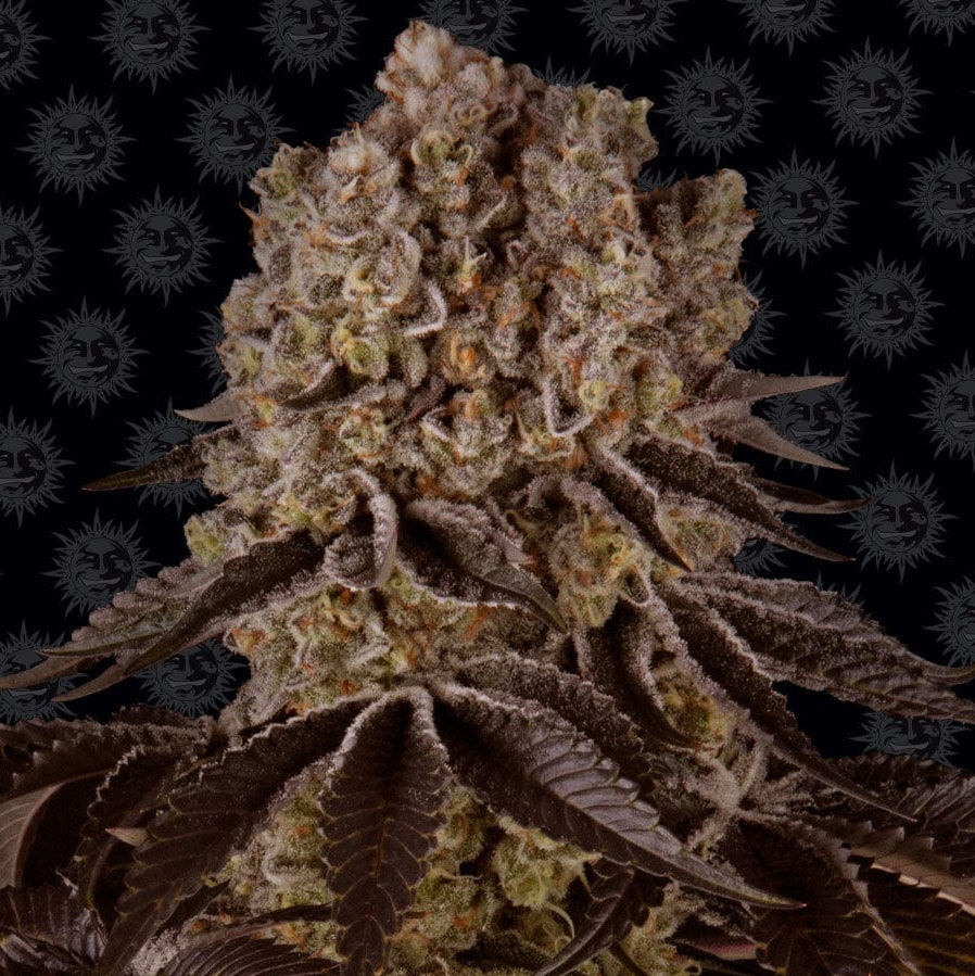 Barney's Farm Purple Punch