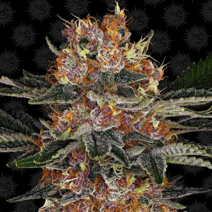 Barney's Farm Purple Punch Auto