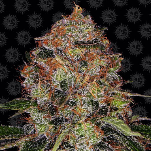 Barney's Farm Shiskaberry