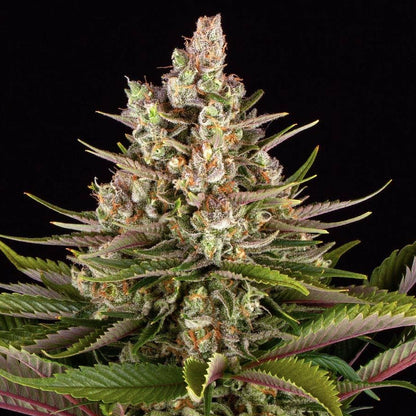 Barney's Farm Sour Strawberry