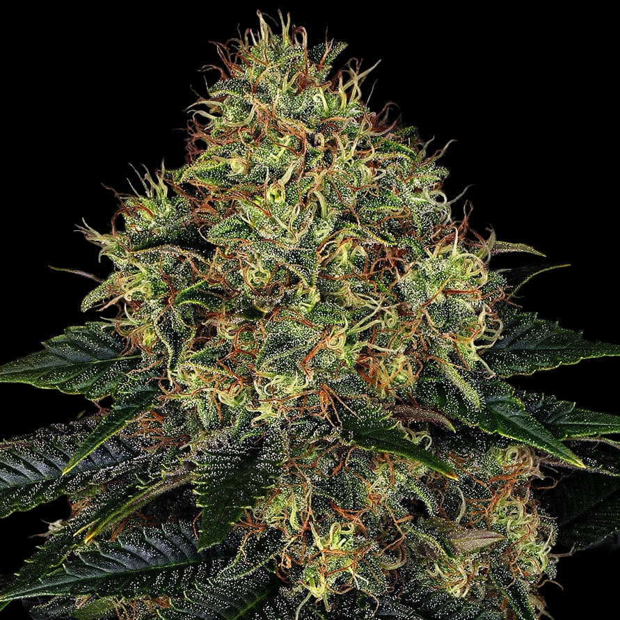 Barney's Farm Skywalker OG Auto