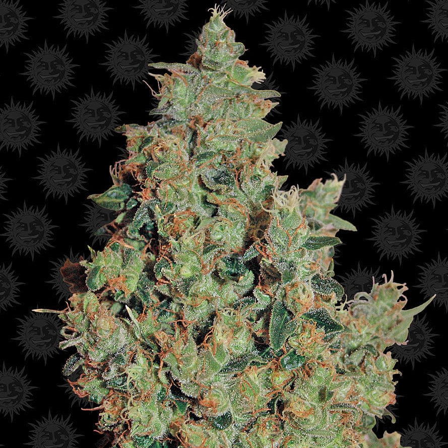 Barney's Farm Tangerine Dream