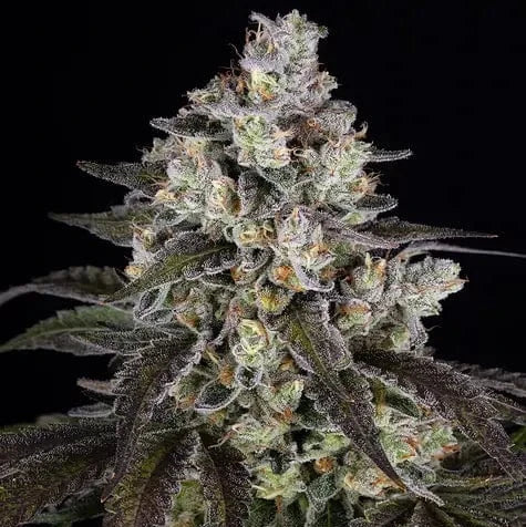 Trainwreck Barney's Farm