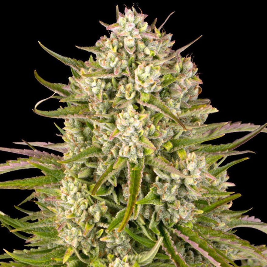 Barney's Farm Wedding Cake Auto