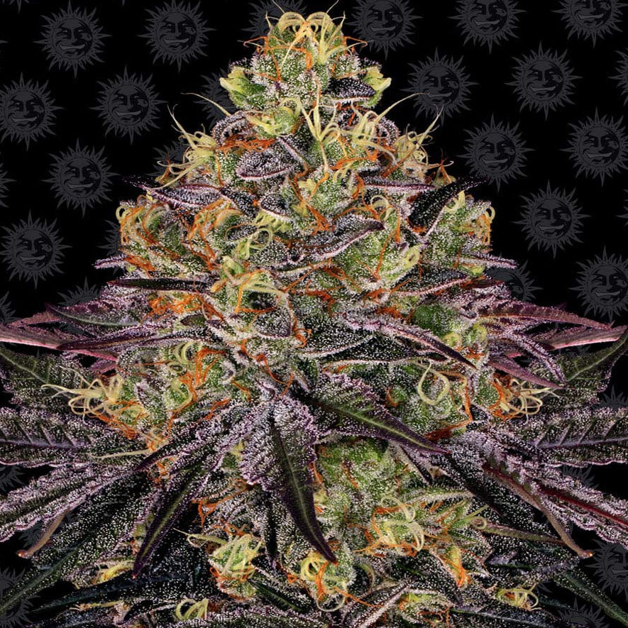 Barney's Farm Watermelon Zkittlez