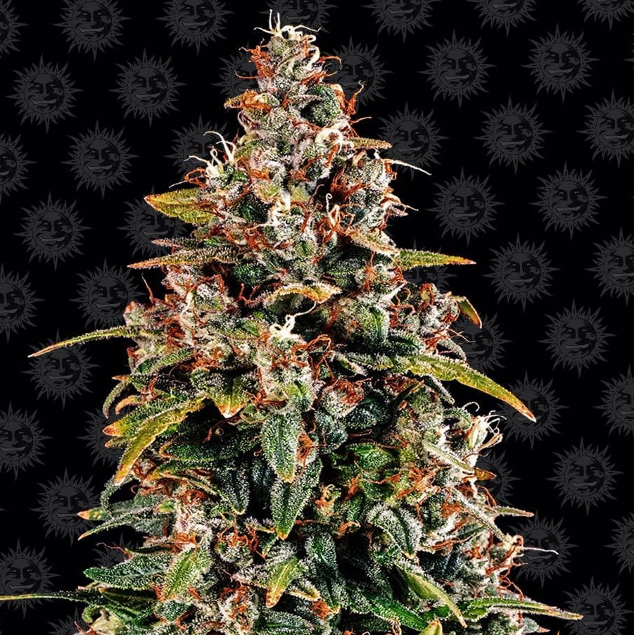 Barney's Farm Watermelon Zkittlez Auto