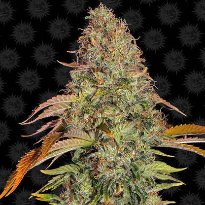 Barney's Farm Original Z OG Auto