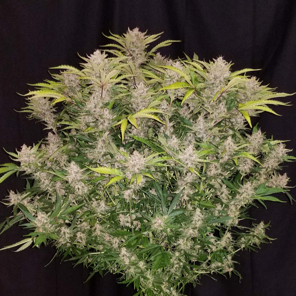 C4 Auto FB
