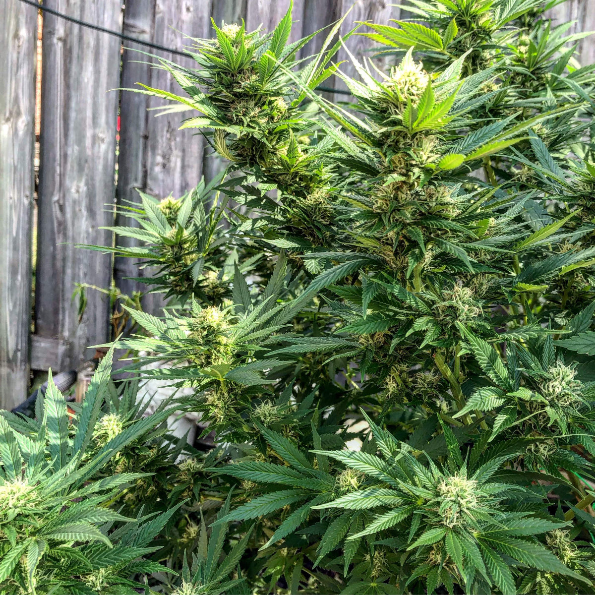 CBD Auto 1:1
