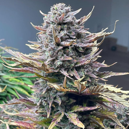 Gorilla Cookies Auto Fast Buds