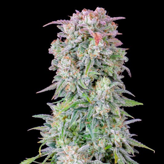 Original Auto Afghan Kush