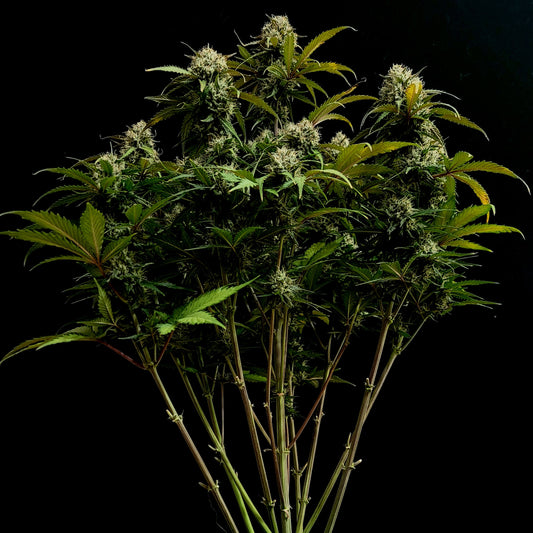 Chemdawg Auto